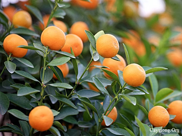 Quất hay còn gọi là cây tắc