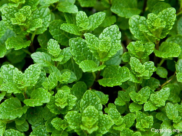 Cây húng lũi - húng láng