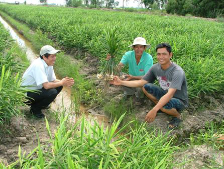 Kỹ thuật trồng gừng hiệu quả