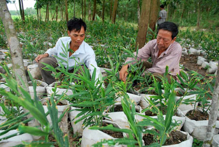 Trồng gừng trong bao gai - bao tải