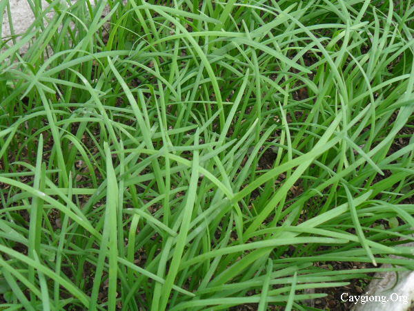 Cách trồng cây hẹ an toàn