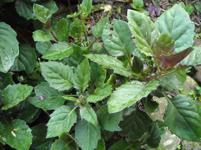 Rau lủi - Gynura bicolor