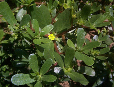 Rau sam bổ chữa bệnh