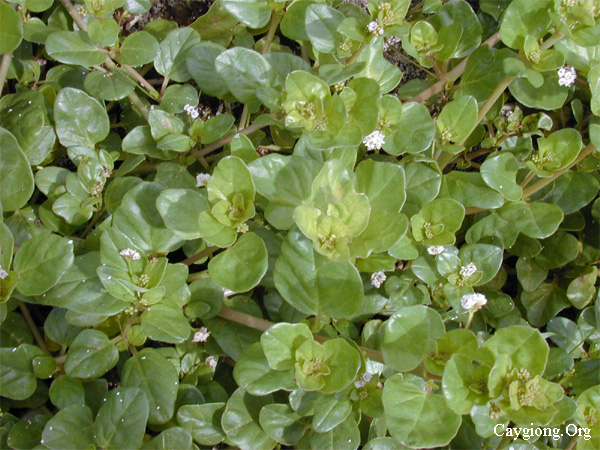 Boerhaavia repens - sâm rừng