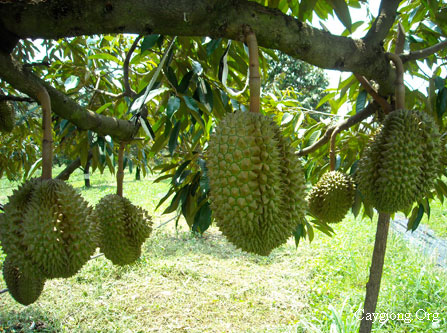 Sầu riêng Monthoong