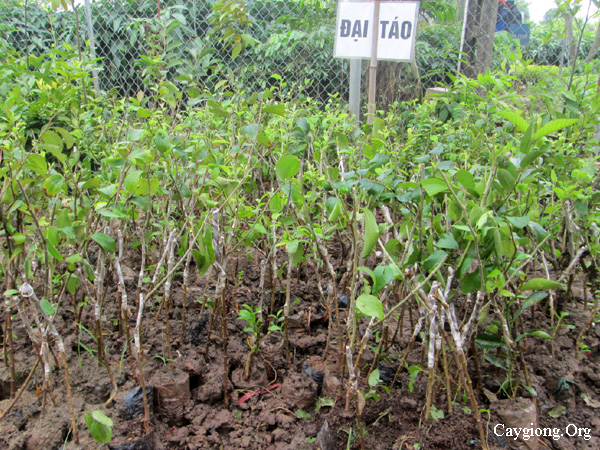 Giống táo đai - đại táo
