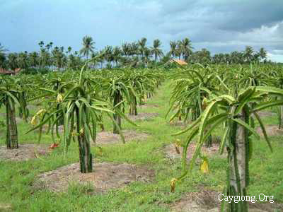 Giàn thanh long chữ I