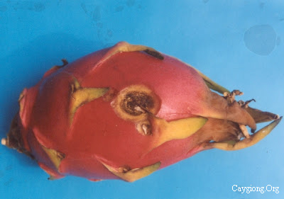 Bệnh thán thư hại trái thanh long