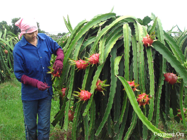 Thu hoạch và bảo quản trái thanh long