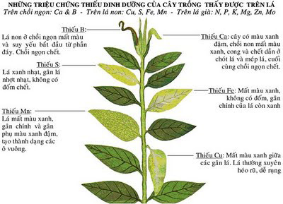 Dấu hiệu thiếu chất ở cây