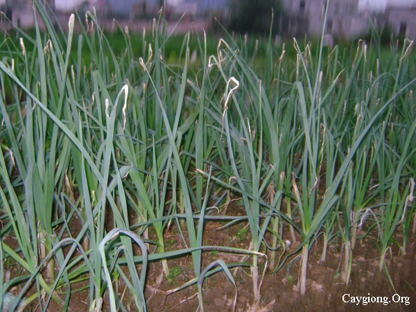 Trồng tỏi an toàn