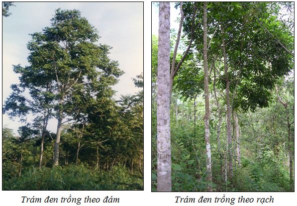 Kỹ thuật trồng cây trám đen