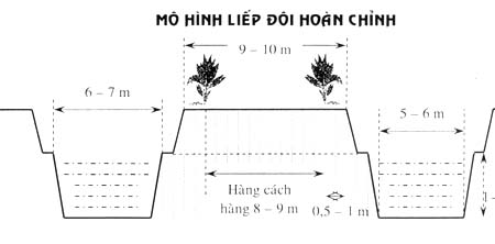 Mô hình trồng dừa luống đôi - liếp đôi