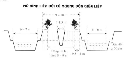 Mô hình trồng dừa luống đôi - liếp đôi với mương xen giữa