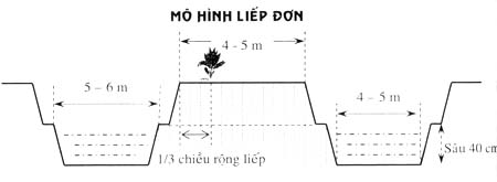 Mô hình trồng dừa với liếp đơn