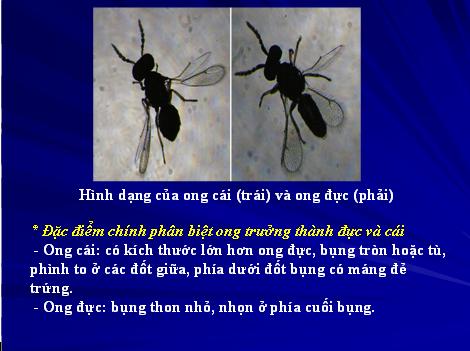 Ong ký sinh diệt bọ dừa