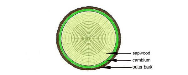 Cấu tạo thân cây