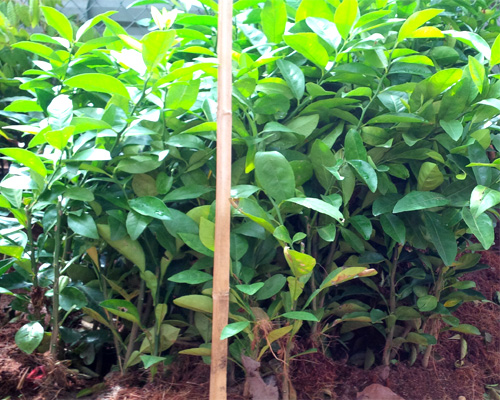 Cây chanh bốn mùa - giống chanh bốn mùa