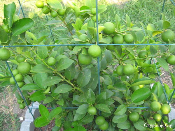 Kỹ thuật trồng cây chanh