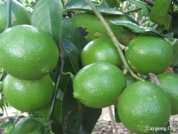 Chanh giấy limca