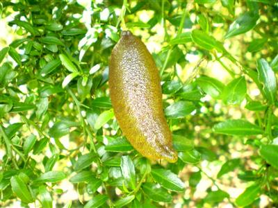 Chanh ngón tay - Finger Lime