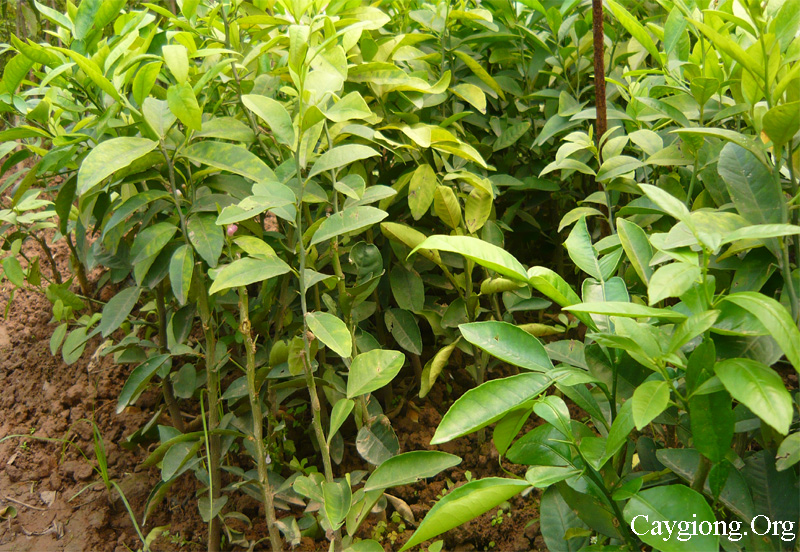 cây chanh đào giống