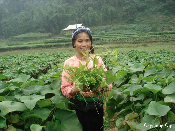 Trồng su su lấy ngọn