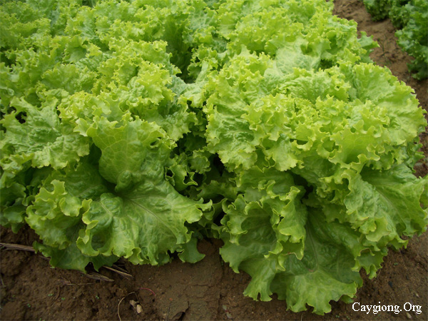 Giống xà lách xoăn lá